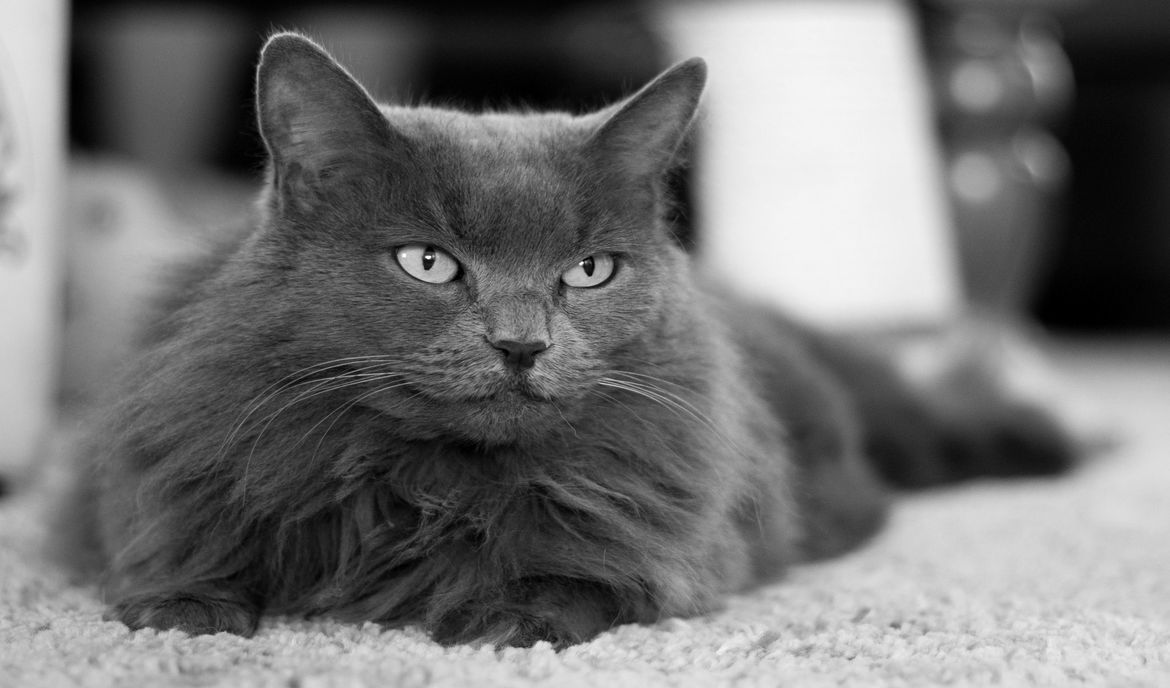 Nebelung katt: kattemat og raseportrett